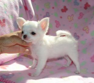 Super s??e MINI chihuahua welpen mit Pa