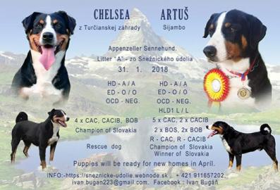 Welpen Appenzeller Sennenhund