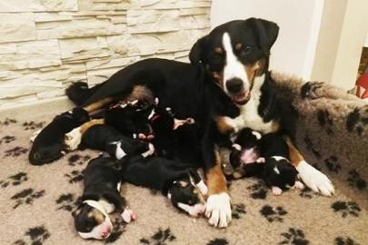 Welpen Appenzeller Sennenhund