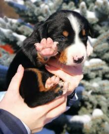 Welpen Appenzeller Sennenhund
