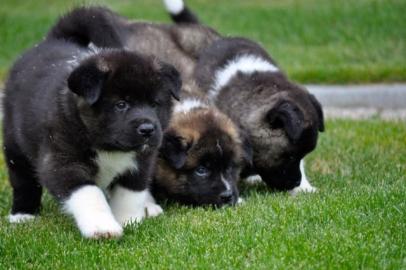Akita Inu Welpen suchen neues Zuhause