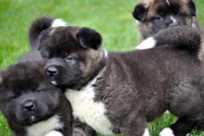 Akita Inu Welpen suchen neues Zuhause
