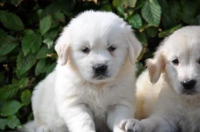 Vier Golden Retrievers - 9 Wochen M�nnch