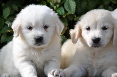 Vier Golden Retrievers - 9 Wochen M�nnch