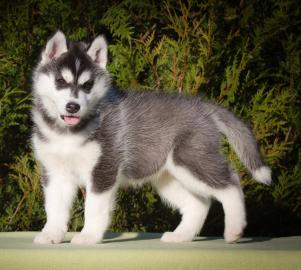 Wir haben  Siberian Husky Welpen !!