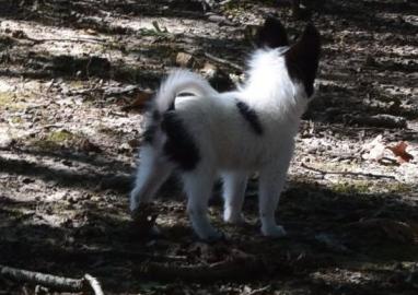 Beautiful Papillon puppies