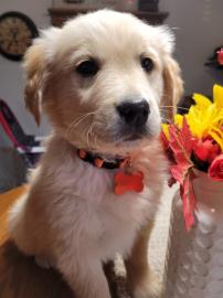 Bellissimi cuccioli di Golden Retriever
