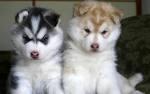 Huskies Welpen
