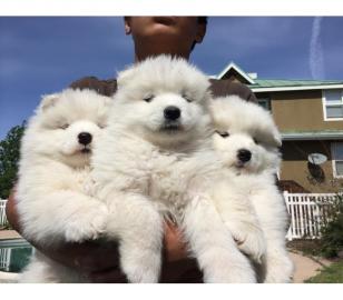 S��er gesunder Samoyed Welpen