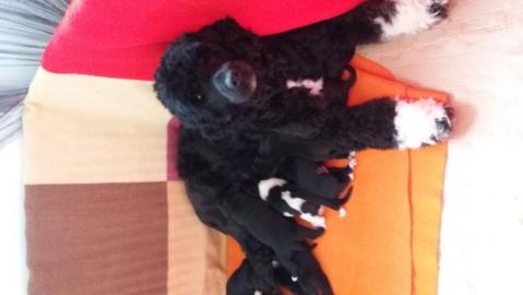 Portugiesischer Wasserhund