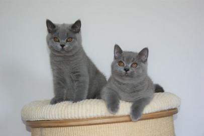 Britisch Kurzhaar, BKH Kitten