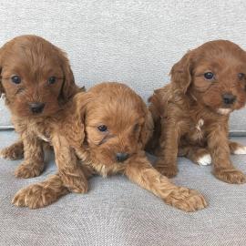 Cavapoo-Welpen verstehen