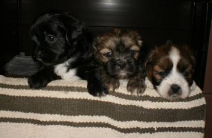 Sch�ne Welpen Lhasa apso