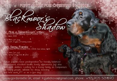 Gordon Setter mit Papiere sch�ne Welpen