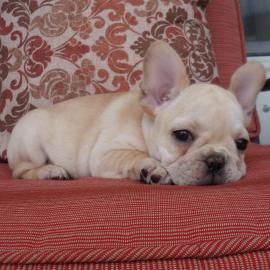 Franz�sische Bulldogge (Welpen mit FCI P