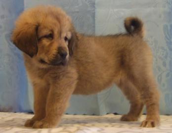 Tibet Dogge - Do Khyi Welpen mit FCI-Pap