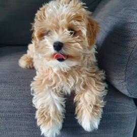 Sehr s??e charmante Maltipoo-Welpen