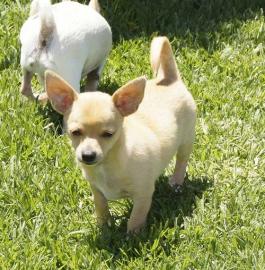 Chihuahuawelpen ,H�ndin und R�den