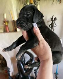 Deutsche Dogge Welpen