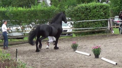 Sch�nes registriertes Friesenpferd Whats