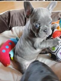 Franz�sische Bulldoggen R�den