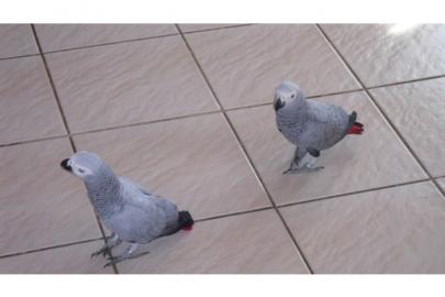 Ein Paar entz�ckende Graupapagei