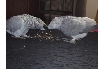 Ein Paar entz�ckende Graupapagei