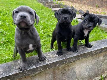 Amstaff Welpen WhatsApp nummer +43650485