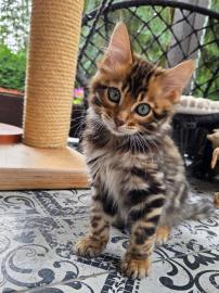 Maine-Coon-K�tzchen zu adoptieren.  Whats