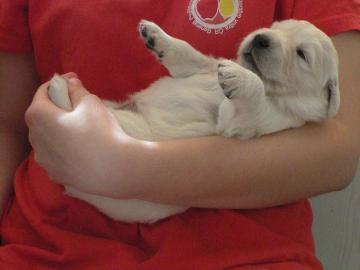 Golden Retriever Welpen mit Papiere FCI