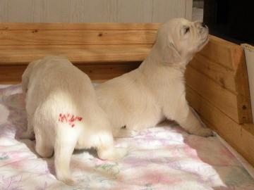 Golden Retriever Welpen mit Papiere FCI