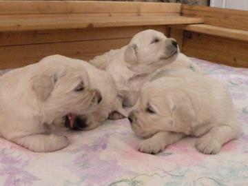 Golden Retriever Welpen mit Papiere FCI