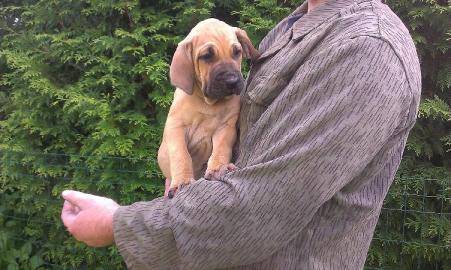 Fila Brasileiro