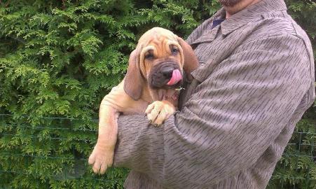 Fila Brasileiro