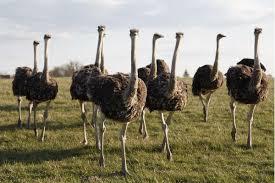 Strau� Emu Eier Rhea Eier und ihre K�ke