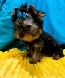 Entz�ckende Teacup-Yorkie-Welpen zu verk