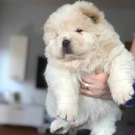 Chow Chow Welpen VDH/FCI