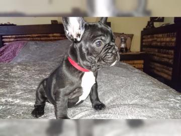 Franz�siche Bulldoggen Welpen