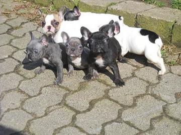 Franz�siche Bulldoggen Welpen