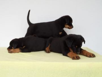 Wundersch�ne, gro�e, kr�ftige Rottiwelpe