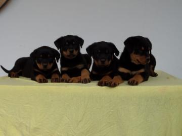 Wundersch�ne, gro�e, kr�ftige Rottiwelpe