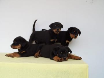 Wundersch�ne, gro�e, kr�ftige Rottiwelpe
