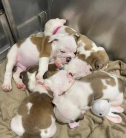 English Bulldog Welpen