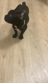Franz?sische Bulldoggen Welpen