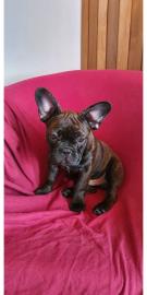 Franz?sische Bulldoggen Welpen