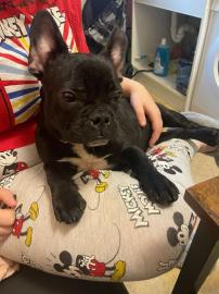 Franz?sische Bulldoggen Welpen