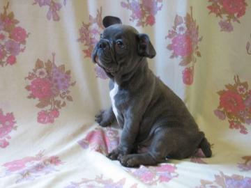 Franz?sische Bulldogge welpen whatsapp N
