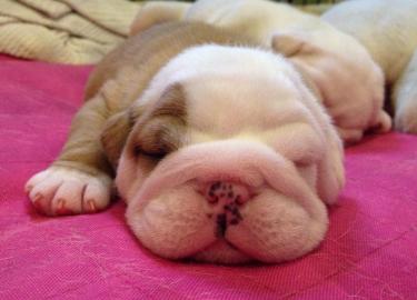 Adorable English bulldog for Rehoming
