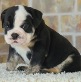 Sweet puppies for re-homing