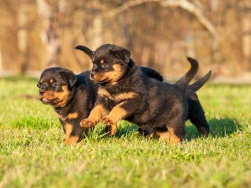 Rottweiler WhatsApp (+49 1577 5146118)